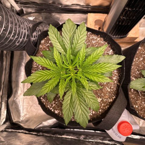 Goldie growlog timeline photo