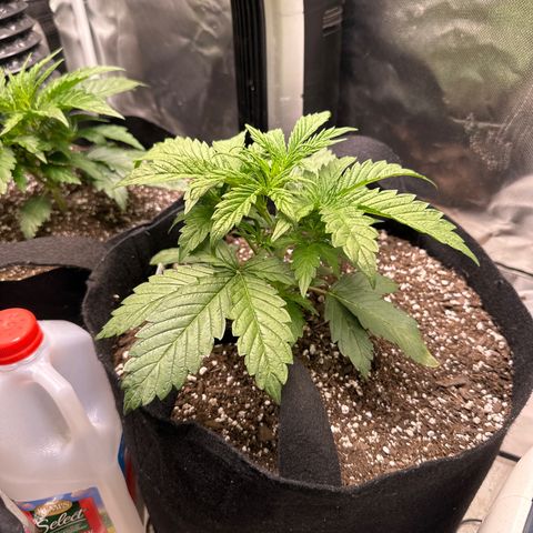 Delilah growlog timeline photo