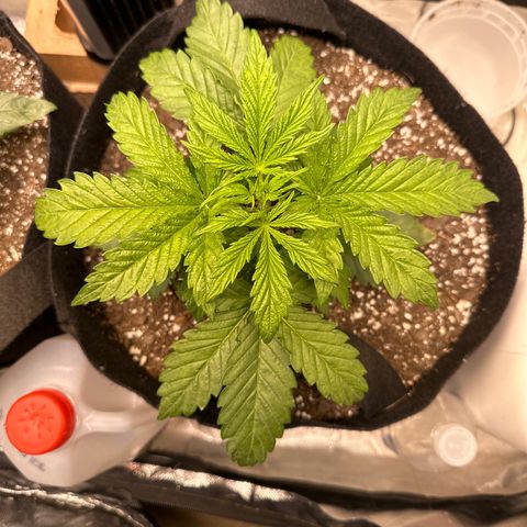 Delilah growlog timeline photo