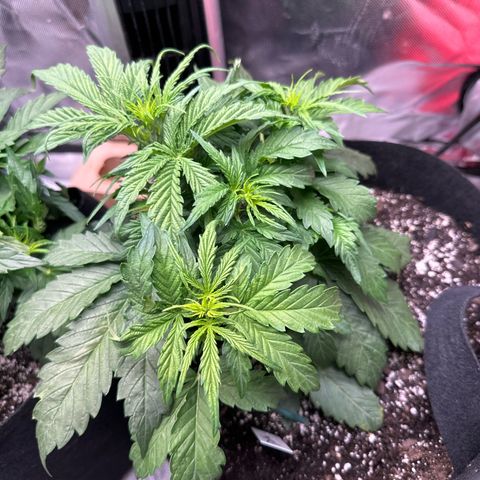 Delilah growlog timeline photo