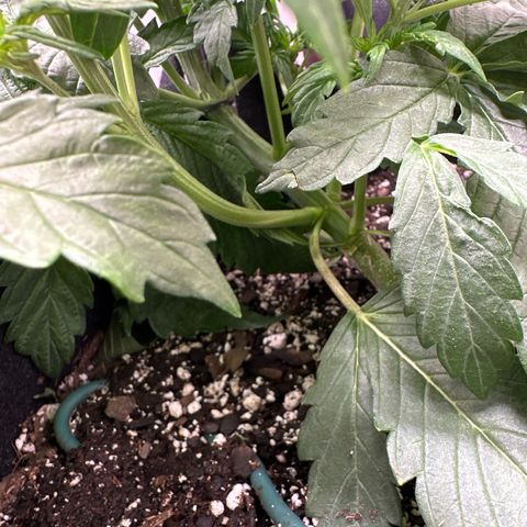 Delilah growlog timeline photo