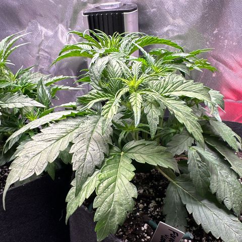 Delilah growlog timeline photo