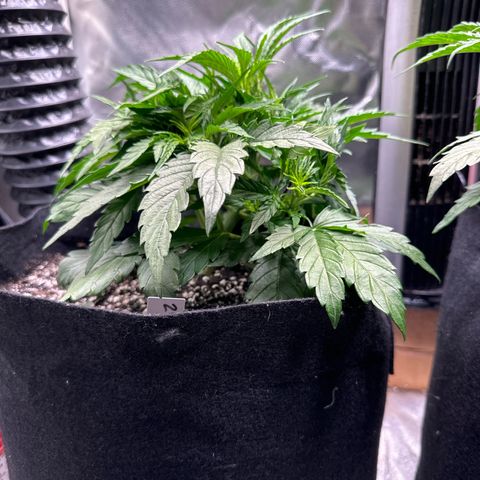 Goldie growlog timeline photo