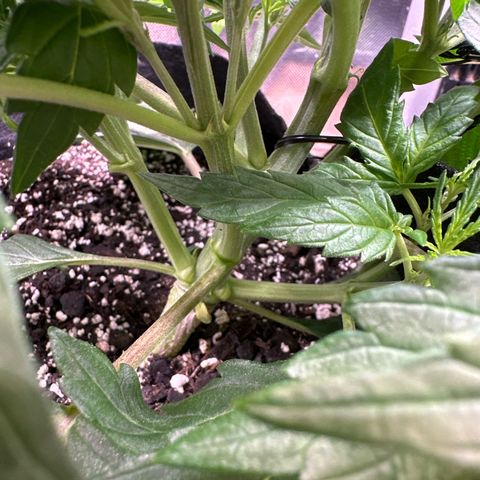 Goldie growlog timeline photo