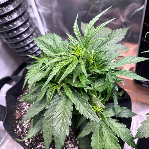 Goldie growlog timeline photo