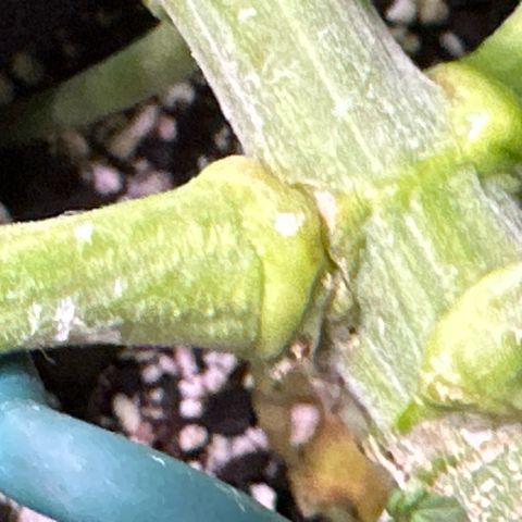 Delilah growlog timeline photo
