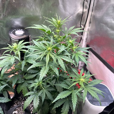 Delilah growlog timeline photo