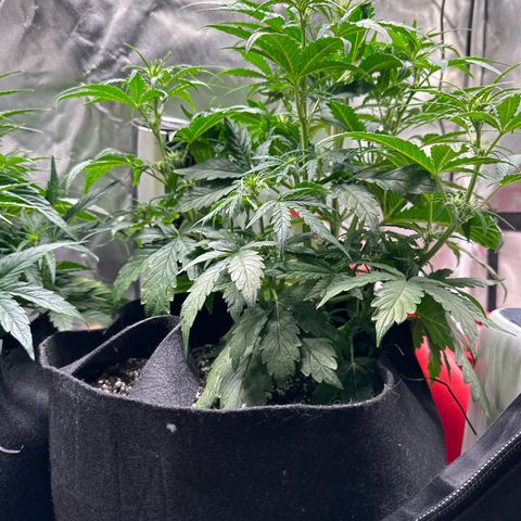 Delilah growlog timeline photo