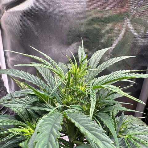 Goldie growlog timeline photo