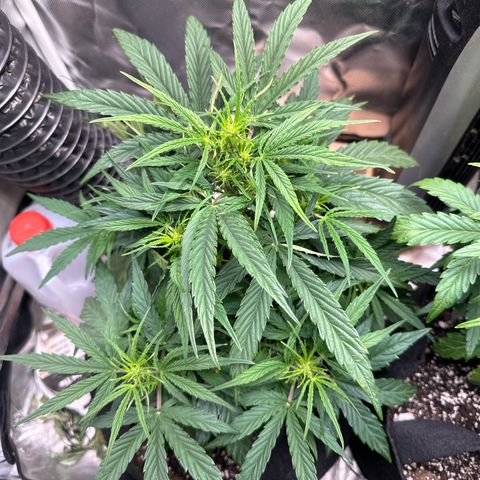 Goldie growlog timeline photo