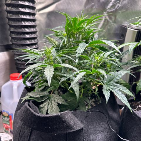 Goldie growlog timeline photo