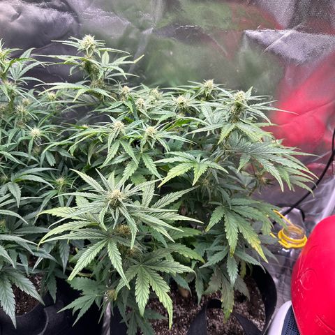 Delilah growlog timeline photo
