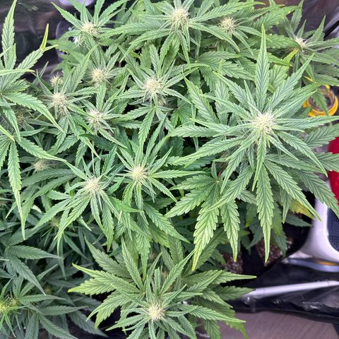 Delilah growlog timeline photo