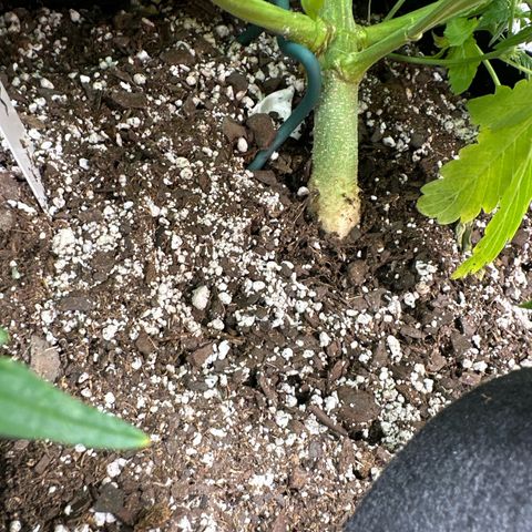 Delilah growlog timeline photo