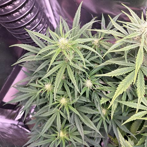 Goldie growlog timeline photo