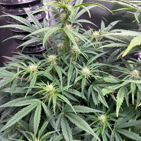 Goldie growlog timeline photo
