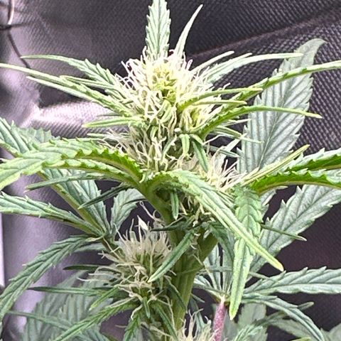 Goldie growlog timeline photo