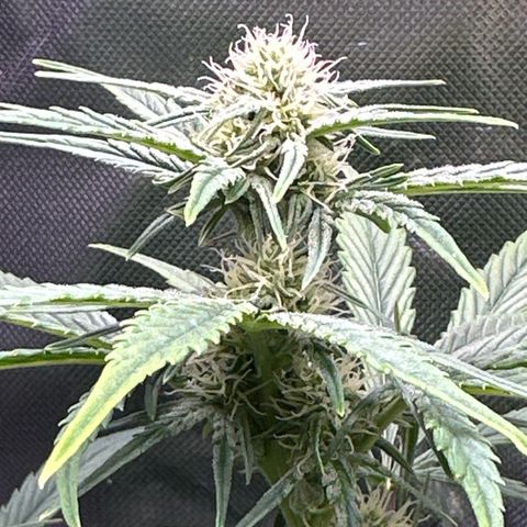 Delilah growlog timeline photo