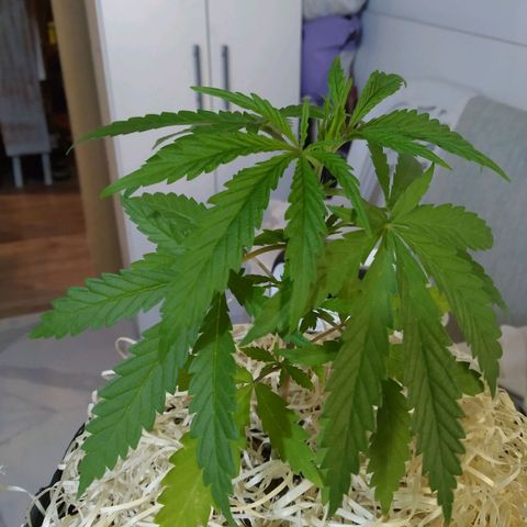Wendy growlog photo: Vege 1 - Mi querida Wendy, vas creciendo muy de a poco, pero rápido también. Tus brotes nuevos, se ven muy tiernos y delicados. Tus hojas más grandes, se ven fuertes, vigorosas, llenas de vida. Qué lindo es tenerte, verte crecer desde semilla, acompañarte y cuidarte.