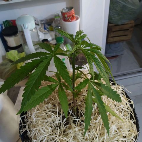 Wendy growlog photo: Vege 1 - Mi querida Wendy, vas creciendo muy de a poco, pero rápido también. Tus brotes nuevos, se ven muy tiernos y delicados. Tus hojas más grandes, se ven fuertes, vigorosas, llenas de vida. Qué lindo es tenerte, verte crecer desde semilla, acompañarte y cuidarte.