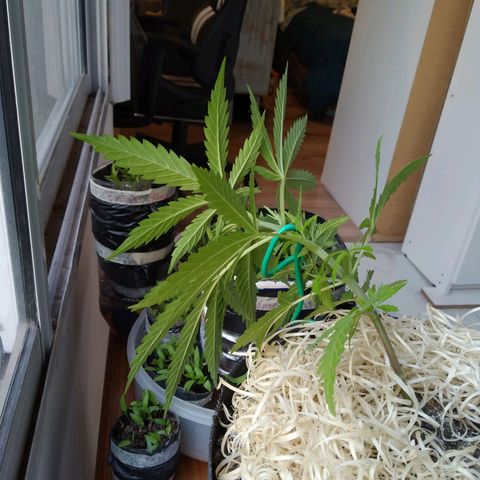 Wendy growlog photo: LST DONE - Deben se dolorosos los primeros stresses