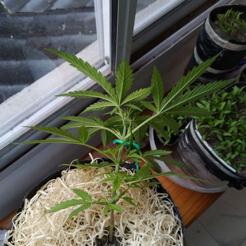Wendy growlog photo: LST DONE - Deben se dolorosos los primeros stresses