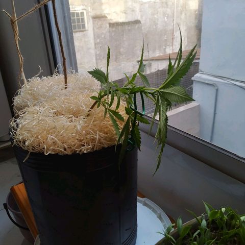 Wendy growlog photo: LST DONE - Deben se dolorosos los primeros stresses