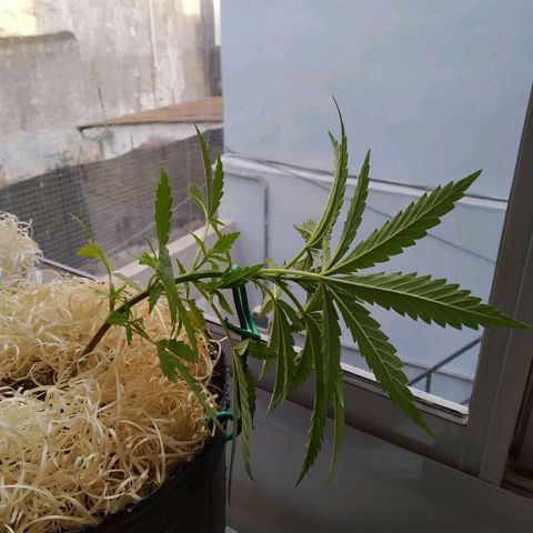 Wendy growlog photo: LST DONE - Deben se dolorosos los primeros stresses