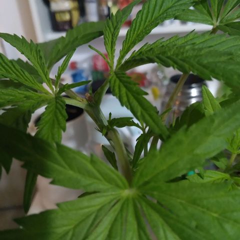 Wendy growlog photo: Poda FIM cicatrizada y curada con canela