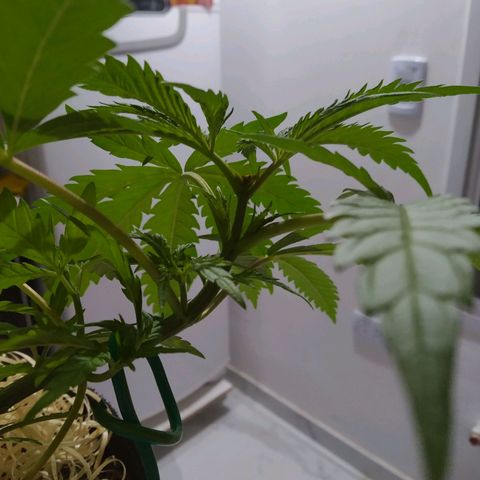 Wendy growlog photo: Poda FIM cicatrizada y curada con canela