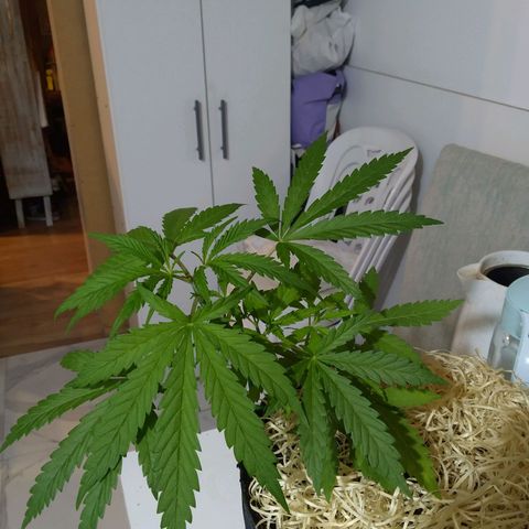 Wendy growlog photo: Recuperada del LST
