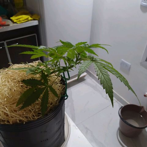 Wendy growlog photo: Recuperada del LST