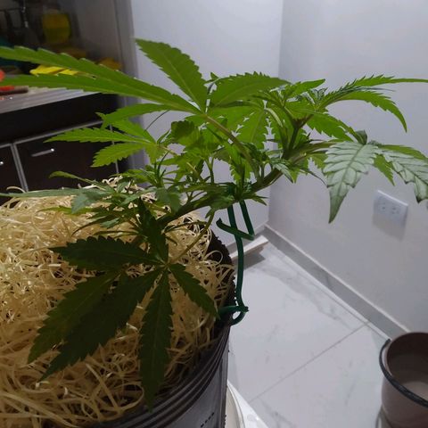 Wendy growlog photo: Recuperada del LST