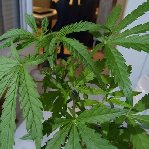 Wendy growlog photo: Recuperada del LST