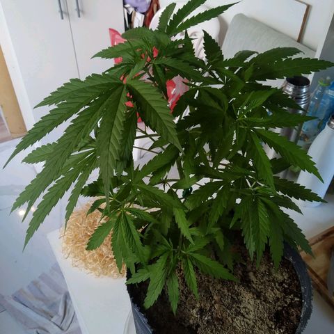 Wendy growlog photo: Wendolina, hecha un adolescente.