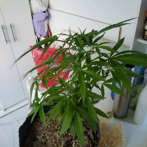 Wendy growlog timeline photo