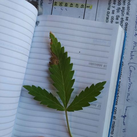 Wendy growlog timeline photo