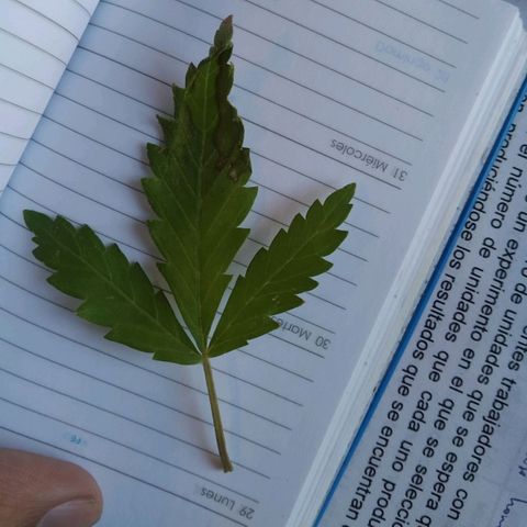 Wendy growlog timeline photo