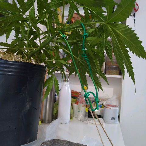 Wendy growlog photo: 2° LST. Más fuerte, mayor inclinación.