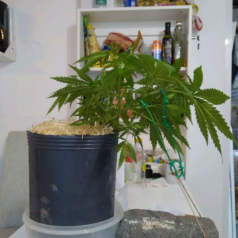 Wendy growlog photo: 2° LST. Más fuerte, mayor inclinación.