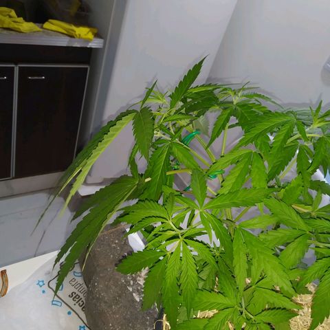 Wendy growlog photo: 2° LST. Más fuerte, mayor inclinación.