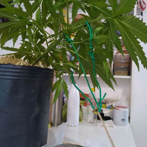 Wendy growlog photo: 2° LST. Más fuerte, mayor inclinación.