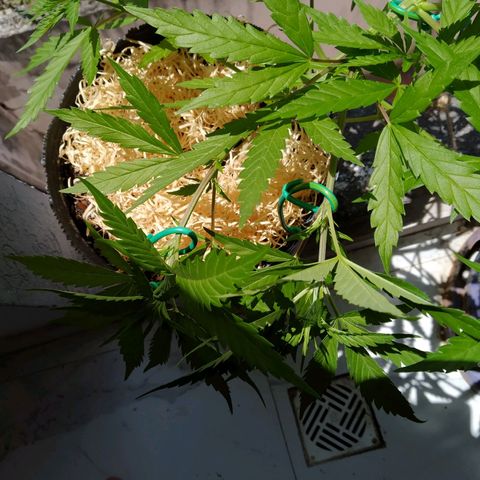 Wendy growlog photo: Nuevo LST