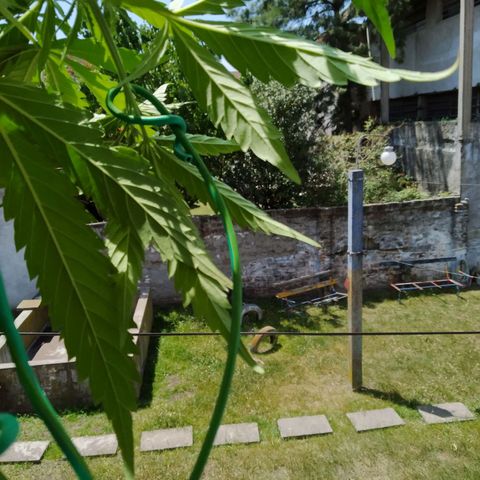 Wendy growlog photo: Nuevo LST