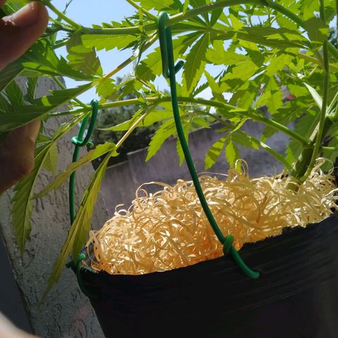 Wendy growlog photo: Nuevo LST