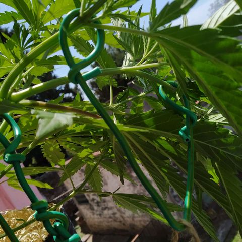 Wendy growlog photo: Corrección del LST