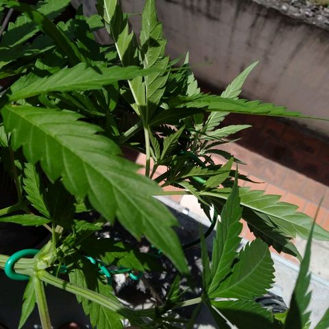 Wendy growlog photo: Nuevo LST