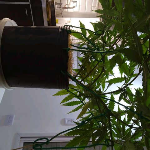 Wendy growlog timeline photo
