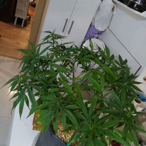 Wendy growlog timeline photo
