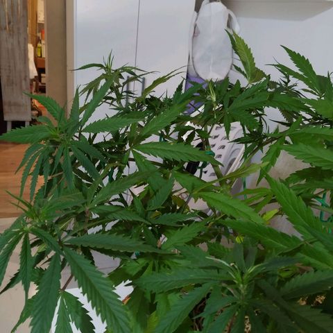 Wendy growlog timeline photo